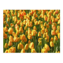 Orange Tulips Post Card