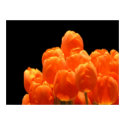 Orange Tulips posters by bixxman Orange Tulips posters