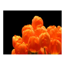 Orange Tulips posters by bixxman Orange Tulips posters