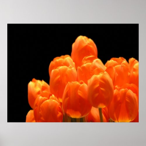 Orange Tulips print