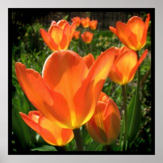 Orange Tulips print