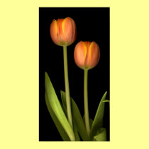 Orange tulips posters