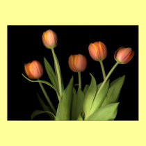 Orange tulips posters