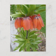Orange Upside Down Flowers postcard