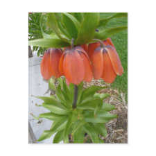 Orange Upside Down Flowers postcard