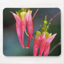 Orange Wild columbine, Quebec, Canada. flowers Mouse Pads
