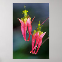 Orange Wild columbine, Quebec, Canada. flowers Print