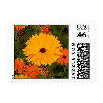 Orange & Yellow Daisies Postage