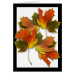 Orange & Yellow  Fall Leaves Card