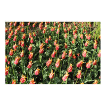 Orange/Gelb Frilled Yulip poster