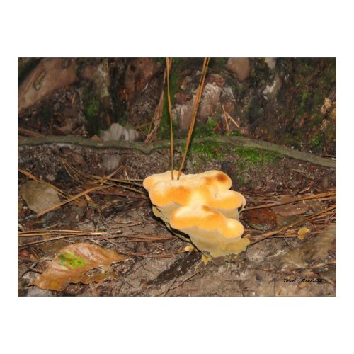 Orange-yellow Mushroom 1 print