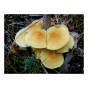 Orange Yellow Mushroom Colony OBX Poster posters by CarolsCamera Orange Yellow Mushroom Colony OBX Poster posters