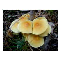Orange Yellow Mushroom Colony OBX Poster posters by CarolsCamera Orange Yellow Mushroom Colony OBX Poster posters