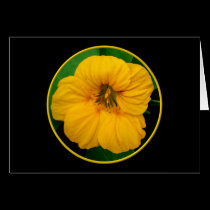 Orange-Yellow Nasturtium cards