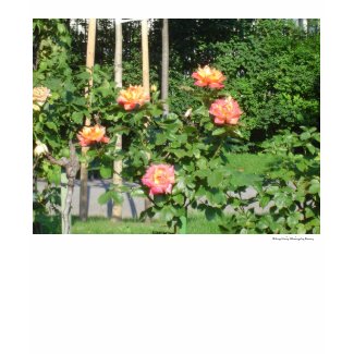 Orange/Yellow Rose Bush shirt