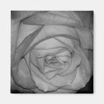 Orange-Yellow Rose Fridge Magnets