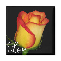 Orange-Yellow  Rose magnets