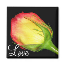 Orange-Yellow  Rose magnets