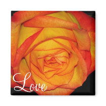Orange-Yellow  Rose magnets