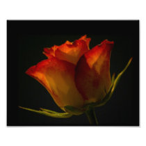 Orange & Yellow Rose