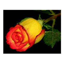 Orange-Yellow  Rose Post Card