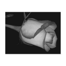 Orange-Yellow  Rose postcards