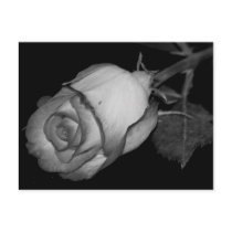 Orange-Yellow  Rose postcards