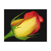 Orange-Yellow  Rose postcards