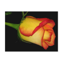 Orange-Yellow Rose postcards by princessklb07 Orange-Yellow Rose postcards
