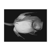 Orange-Yellow  Rose postcards