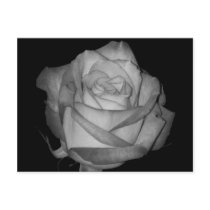 Orange-Yellow  Rose postcards