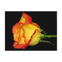 Orange-Yellow  Rose postcards