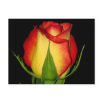 Orange-Yellow  Rose postcards