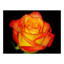 Orange-Yellow Rose posters