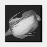 Orange-Yellow Rose Refrigerator Magnet