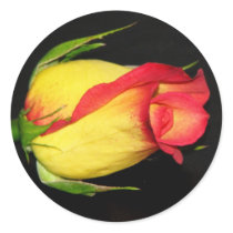 Orange-Yellow Rose stickers by princessklb07 Orange-Yellow Rose stickers