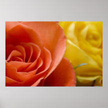 Orange & Yellow Roses Print