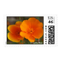 Orange You a Poppy Fan? stamps