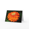 Orange Zinnia cards