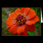 Orange Zinnia Card