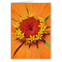 Orange Zinnia Card