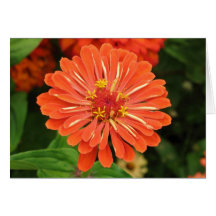 Orange Zinnia Card