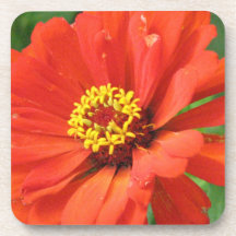 Orange Zinnia Cork Coasters