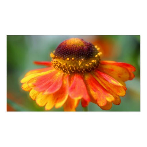 Orange Zinnia Flower Photography Business Card (back side)