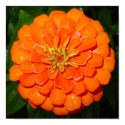 Orange Zinnia II posters