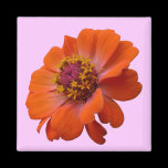 Orange Zinnia Magnet