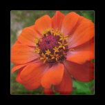 Orange Zinnia Magnet