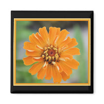 Orange Zinnia magnets