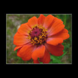 Orange Zinnia Postcard