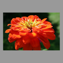 Orange Zinnia posters by sharpcreations Orange Zinnia posters